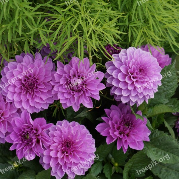 Dahlia Purple Pink Flower Ornamental Plants