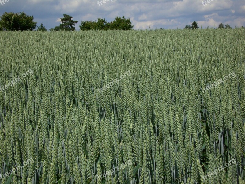 Grain Cornfield Agriculture Free Photos