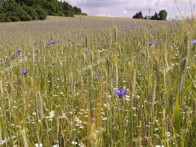 Summer Field Meadow Cornflowers Sunny