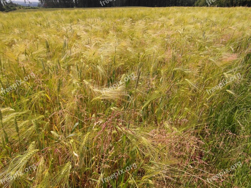 Summer Field Barley Winter Barley Meadow