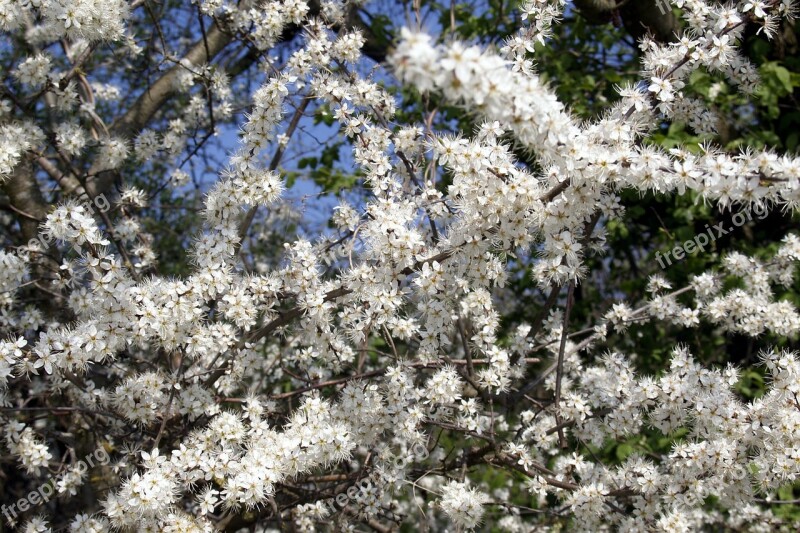 Blossom Tree Nature Apple Tree Blossom Branches