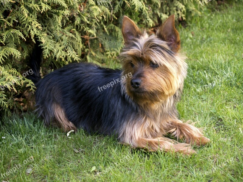 Terrier Small Dog Pet Canine