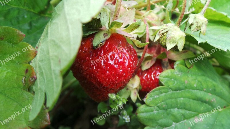 Berry In The Summer Of Red Macro Nature