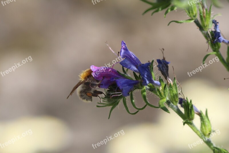 Hummel Sage Summer Blossom Bloom