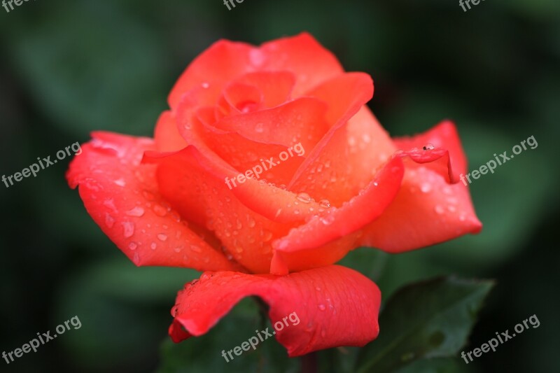 Rose Flower Rose Blooms Nature Close Up