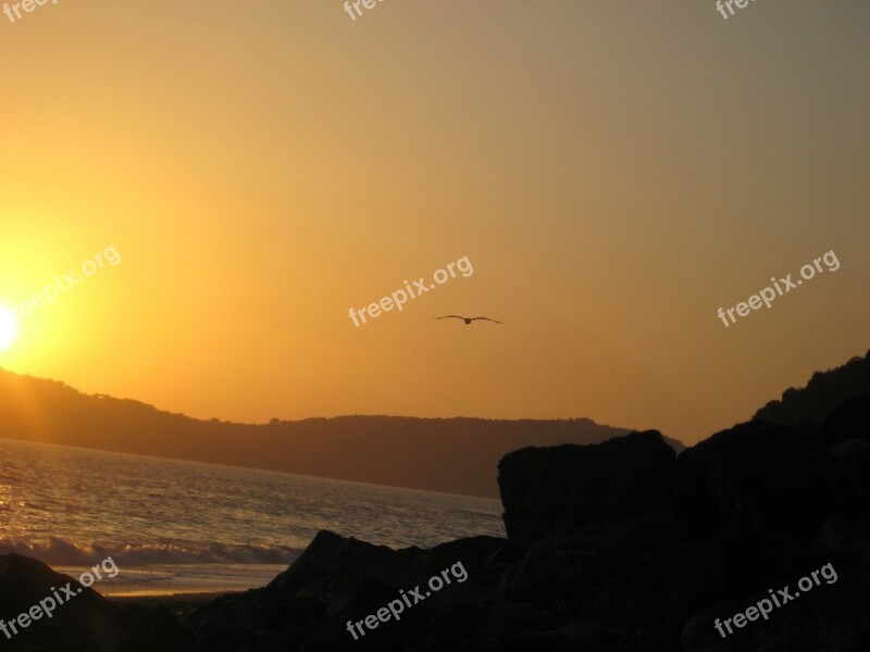 Sunset Sea Italy Bird Seagull