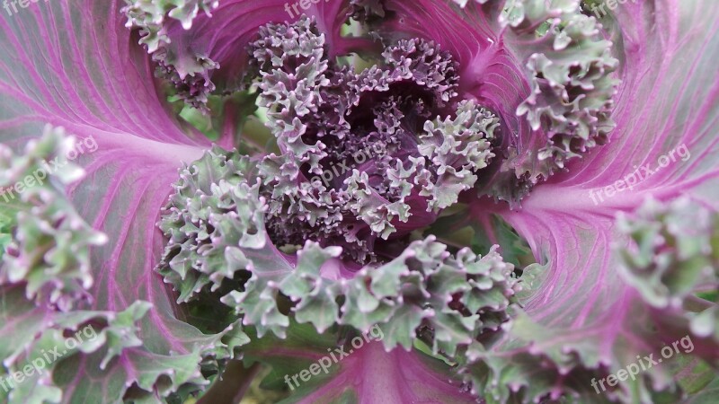 Flower Cabbage Purple Red Purple Flowers