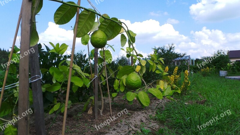 Lemon Fruit Citrus Green Fresh