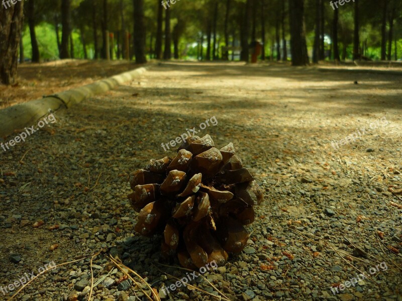 Pineapple Fruit Garden Shadow Pine