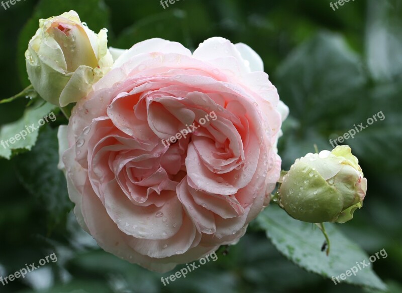 Rose Rose Blooms Flowers Pink Nature