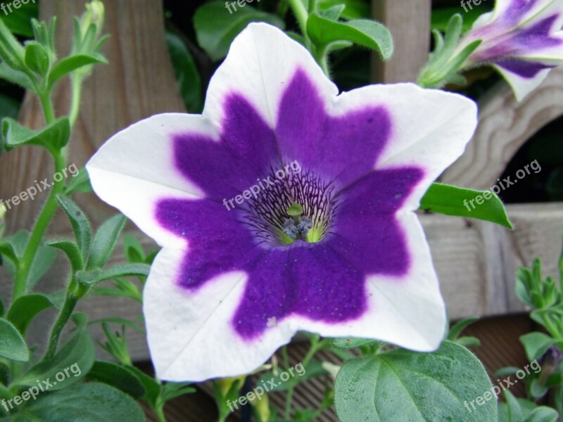 Petunia Blossom Bloom Purple White