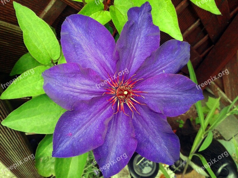 Clematis Nature Plant Flowers Purple