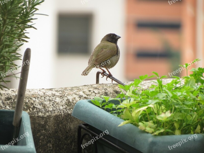 Ave Bird Nature Free Photos