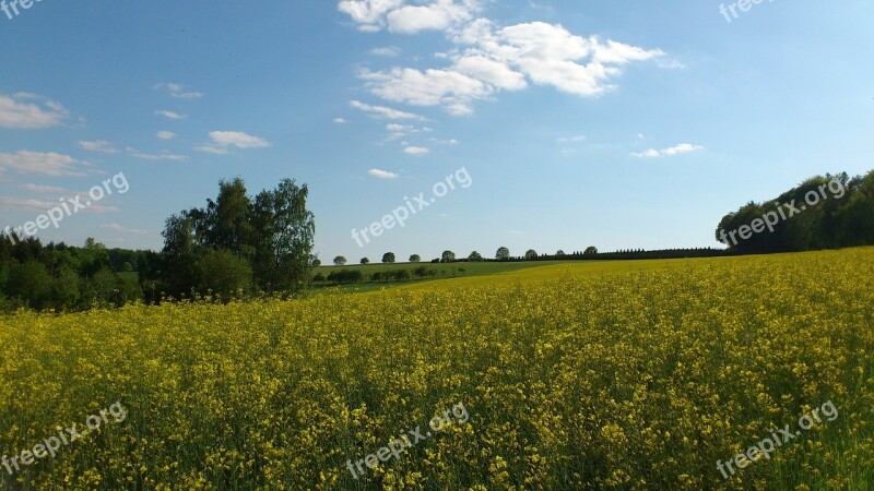 Oilseed Rape Yellow Plant Landscape Field