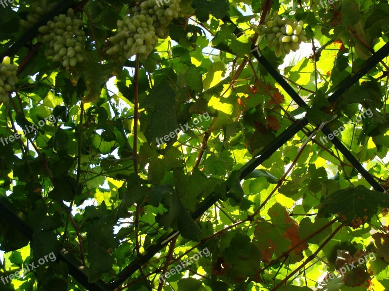 Sicily Italy Corleone Nature Grapes