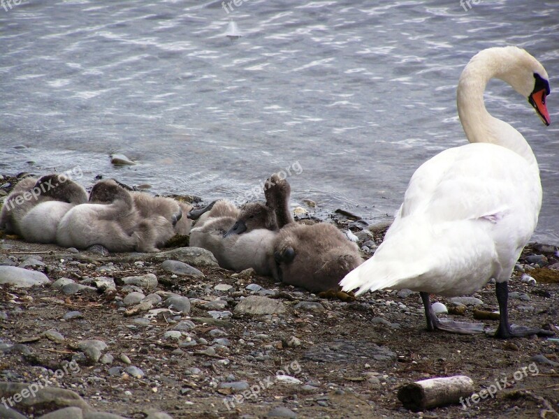 Swan Swans Baby Swan Water Bird