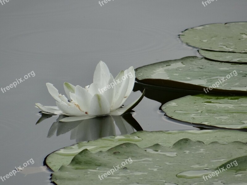 Water Lily Pond Pond Plant Nature Free Photos