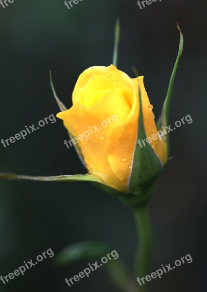 Rose Flower Nature Summer Flower Thorns