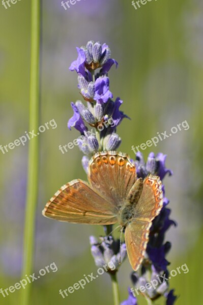 Butterfly Flower Lavender Free Photos