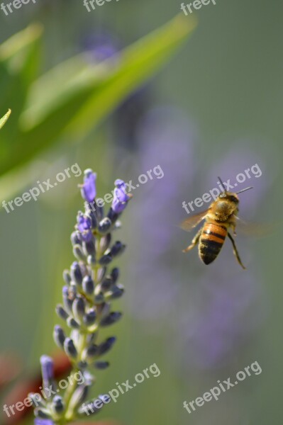 Bee Flower Insects Flight Bourdon