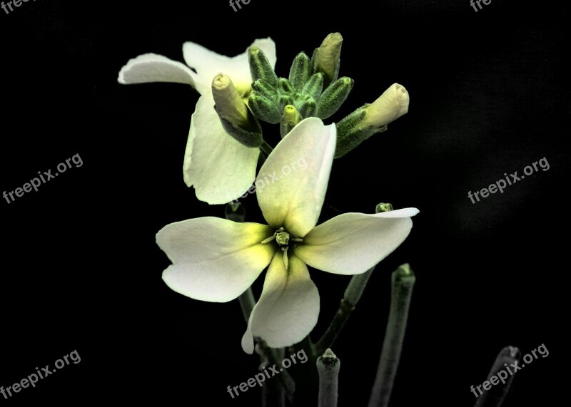 Tiny White Flower Close-up Nature