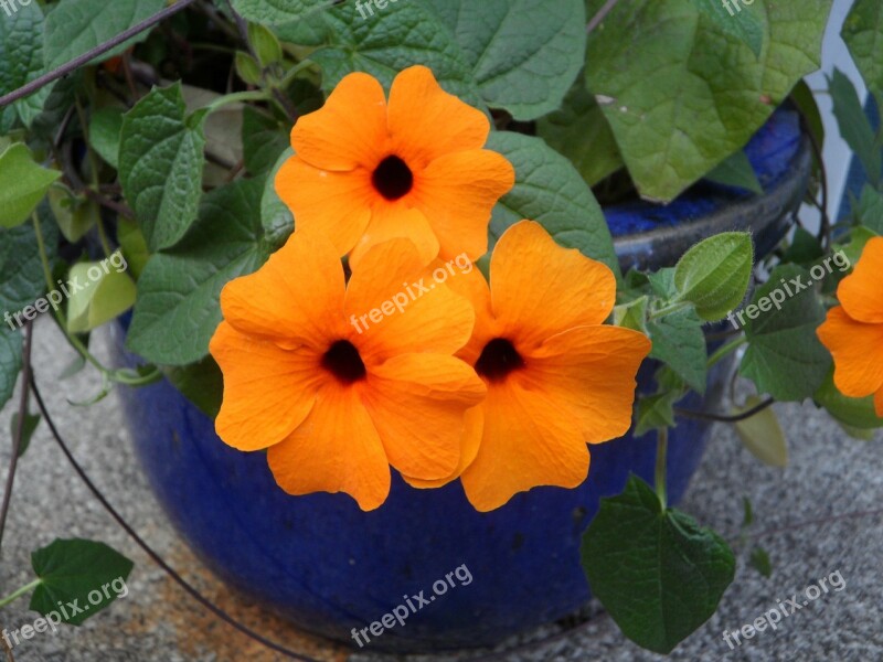 Brown Eyed Susanne Susanne Flower Flowers Orange