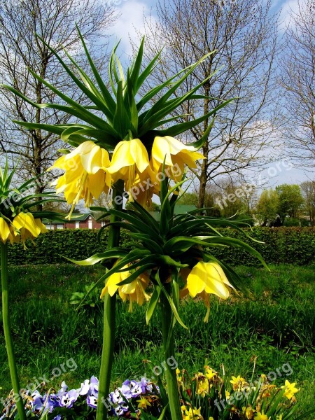 Imperial Crown Flower Blossom Bloom Nature