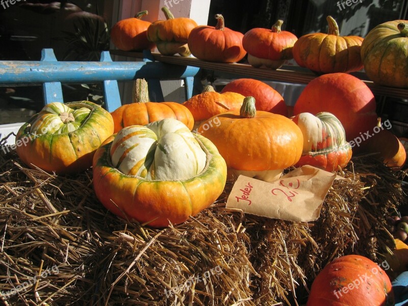 Pumpkin Gourd Autumn Yellow Orange