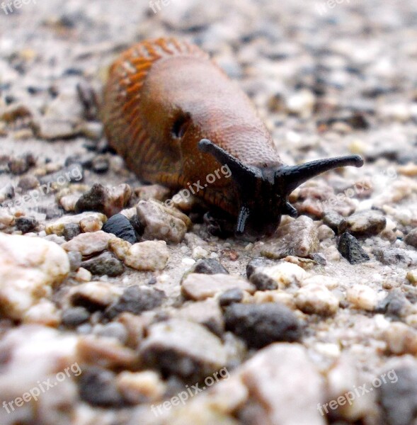 Snail Animals Nature Mollusk Free Photos