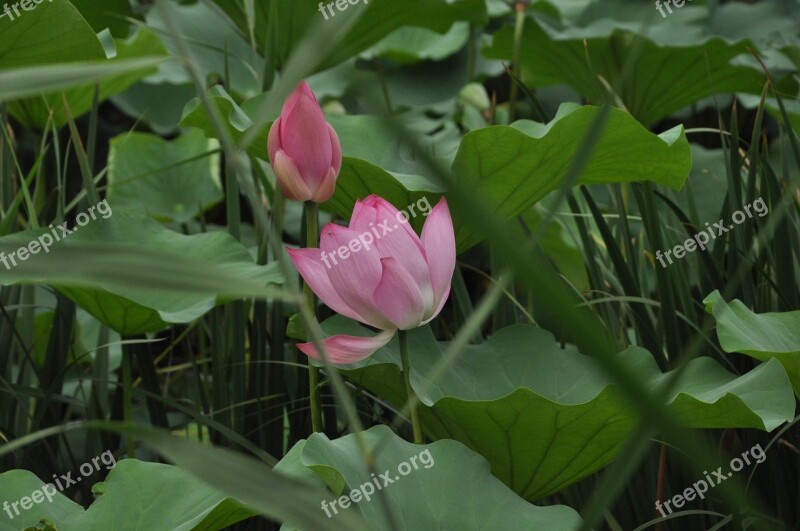 Lotus Flower Plant Flowers Lotus Leaf