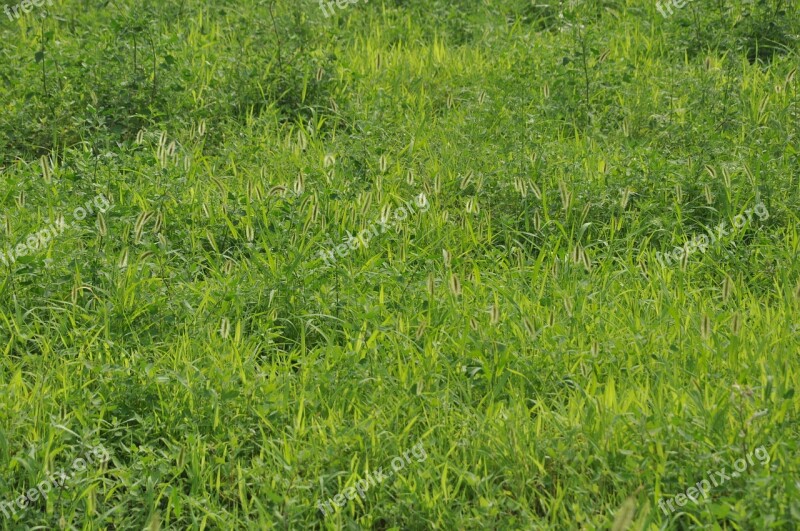 Green Grass Grassland Weeds Setaria Viridis Green