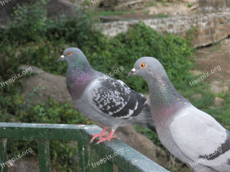 Paloma Ave Pigeons Birds Free Photos