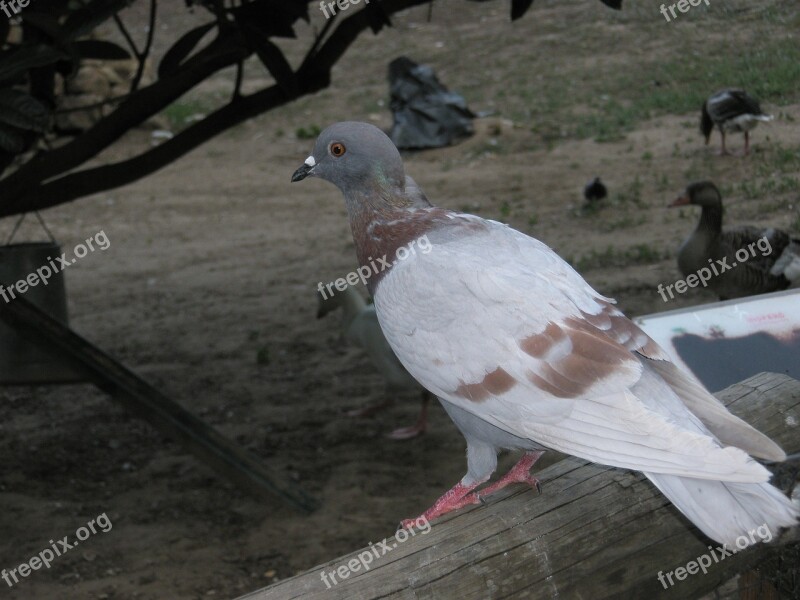 Paloma Birds Pigeons Animals Free Photos