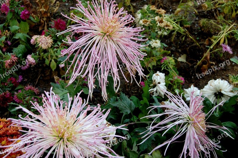 Plant Flower Chrysanthemum Flowers Autumn Chrysanthemum