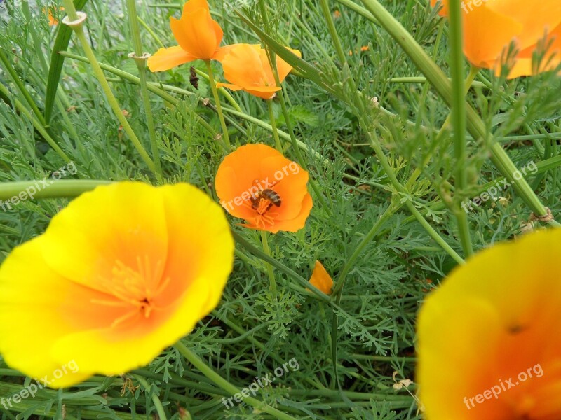 Flowers Bee Nature Pollinator Free Photos