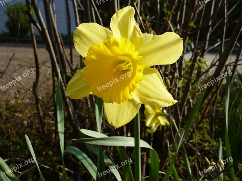 Flower Yellow Yellow Flower Plant Daffodil