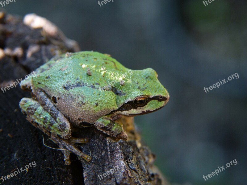 Green Frog Amphibian Creature Small