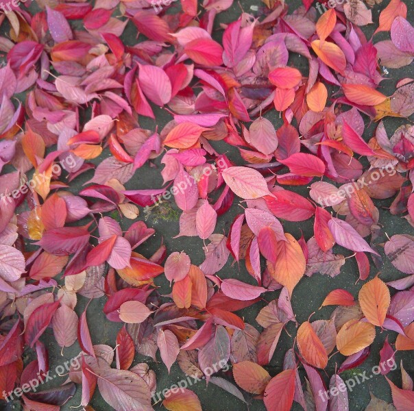 Autumn Leaves Autumn Leaves Red Fallen