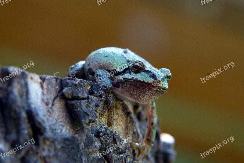 Green Frog Amphibian Creature Small