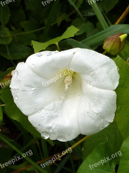 White Flower Nature Flower White Free Photos