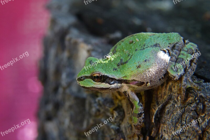 Green Frog Amphibian Creature Small