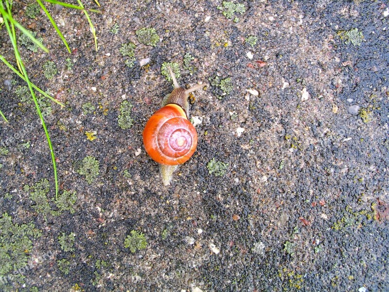 Snail Animal Garden Nature Free Photos