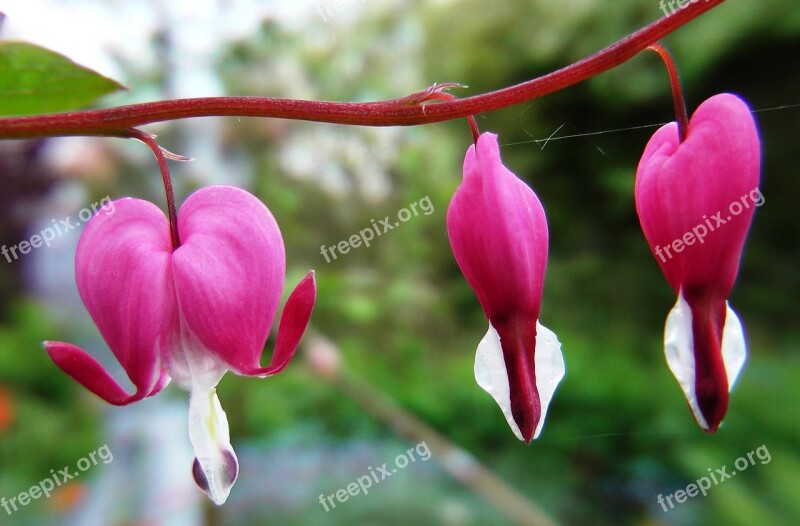 Flower Watery Heart Pink Free Photos