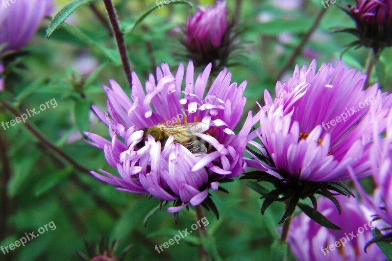 Flowers Asters Violet With Wasp Free Photos