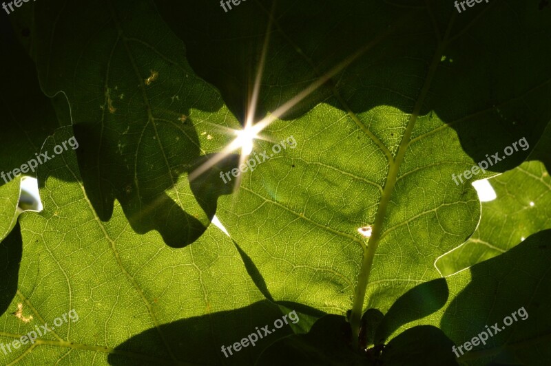 Leaves Glint Sun Sunshine Shade