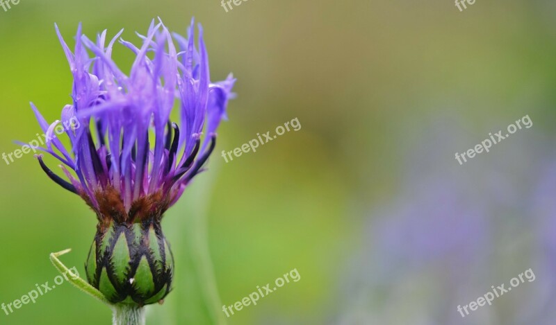 Blue Flower Flowers Blue Flowers Nature