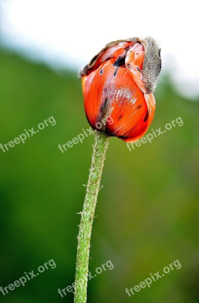 Flower Plant Blossom Nature Papaver