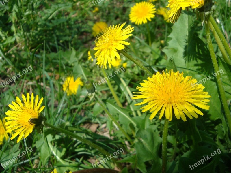 Dandelion Yellow Blossom Bloom Yellow Flowers