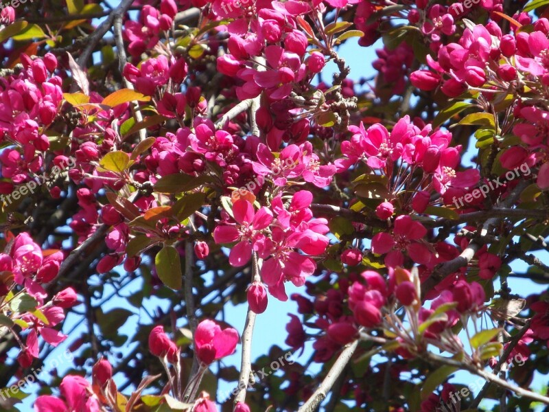 Red Tree Flowers Flourishing Tree Spring