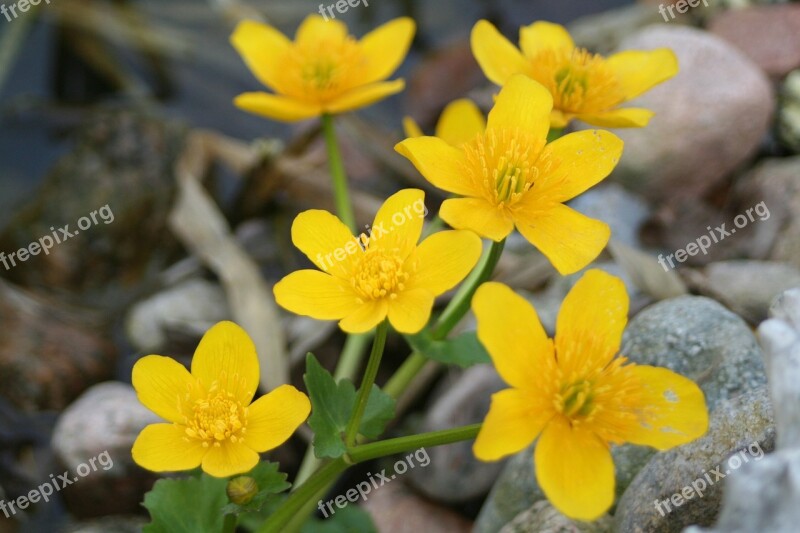 Pond Plant Nature Yellow Free Photos